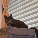 Photo de chat perdu à Frasses