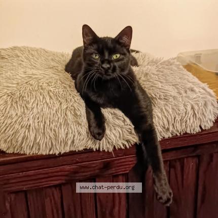 Photo de chat perdu à Boos