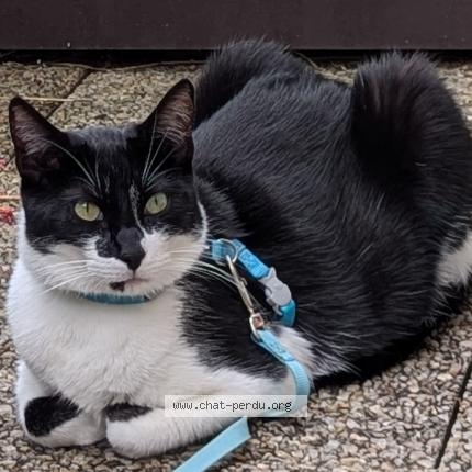 Photo de chat perdu à Romainville