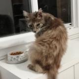 Photo de chat perdu à Sauveterre Du Gard