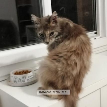 Photo 1/1 Chat retrouvé Perdu à Sauveterre du gard