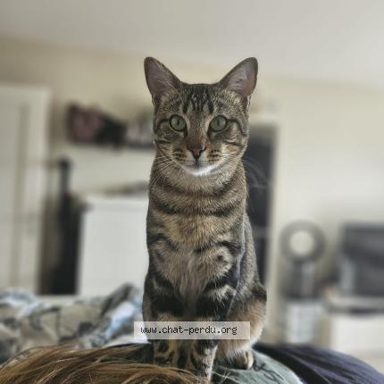 Photo de chat perdu à Saint Vallier De Thiey