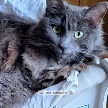 Photo de chat perdu à Lyon
