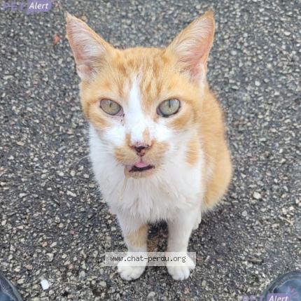 Photo de chat trouvé à Migennes
