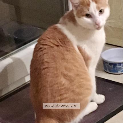 Photo 1/1 Epsilon Chat perdu à Roquettes