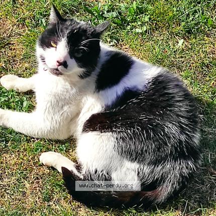 Photo de chat perdu à Gap