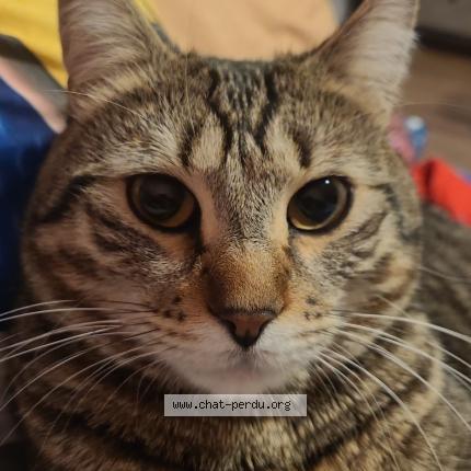 Photo de chat perdu à Montpellier