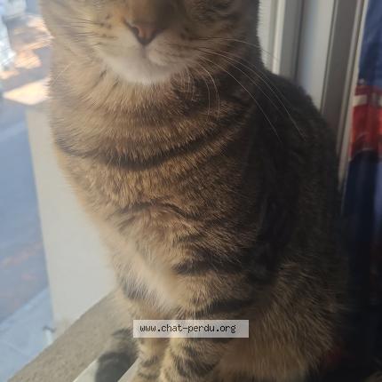 Photo 2/2 Chat retrouvé Perdu à Montpellier