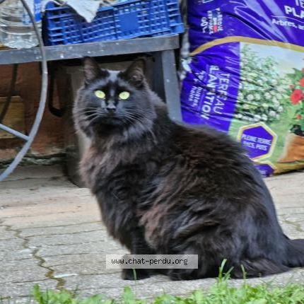 Photo 1/1 Chat retrouvé Perdu à Saint Gervais Les Bains