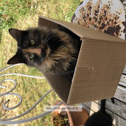 Photo 1/1 Chat retrouvé Perdu à Rennes