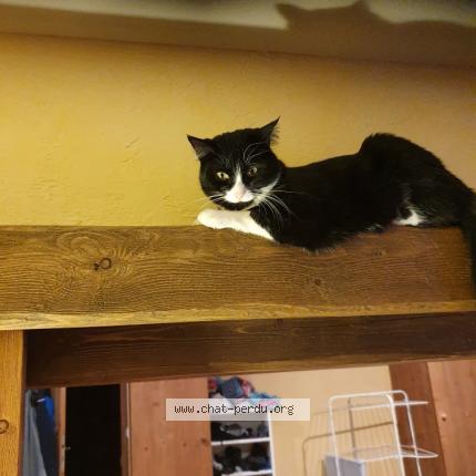 Photo de chat perdu à Saint Nicolas La Chapelle
