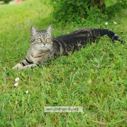 Photo 1/1 Chat retrouvé Perdu à Chaniers
