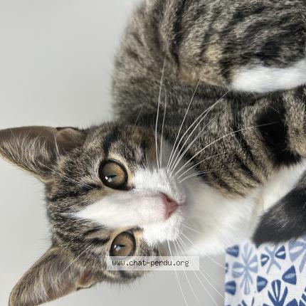 Photo de chat perdu à Villeurbanne