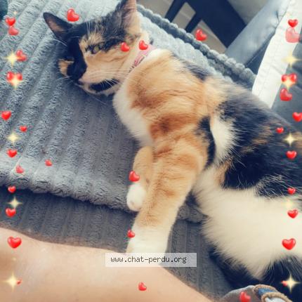Photo 1/1 Chat retrouvé Perdu à Haguenau