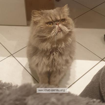 Photo 1/1 Chat retrouvé Perdu à Sache