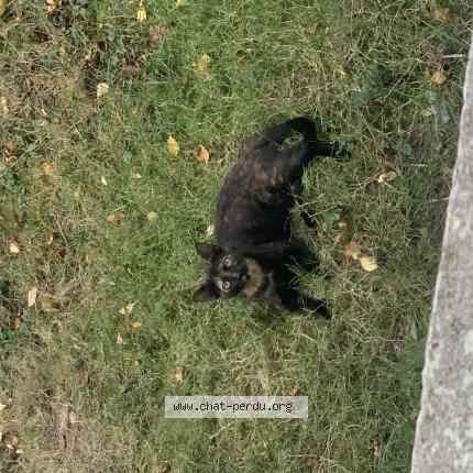 Photo 1/1 Chat retrouvé Perdu à Montret