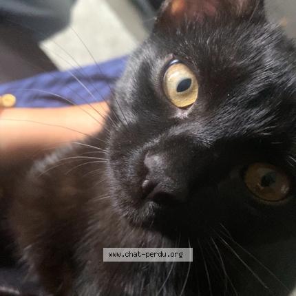 Photo de chat perdu à Cholet