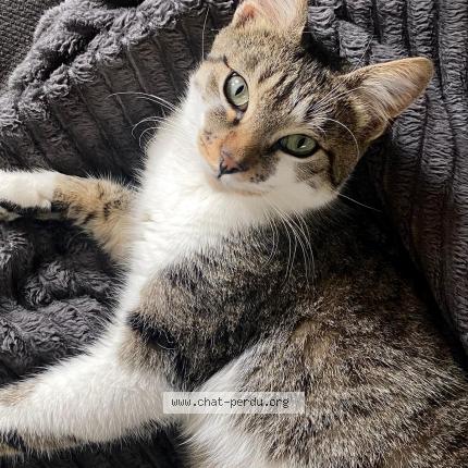 Photo 1/1 Chat retrouvé Perdu à Aubervilliers