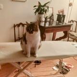 Photo de chat perdu à Le Mesnil Saint Denis