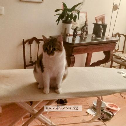 Photo 1/1 Chat retrouvé Perdu à Le mesnil saint denis