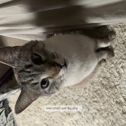 Photo de chat perdu à Laree