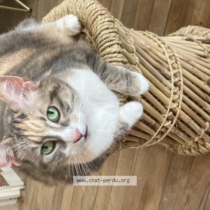 Photo de chat perdu à Argentan