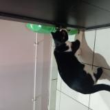 Photo de chat perdu à Peyrat