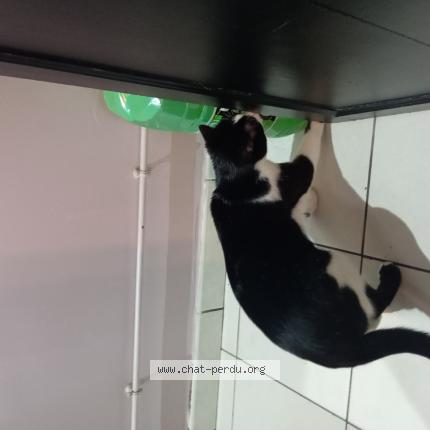 Photo 1/1 Chat retrouvé Perdu à Peyrat