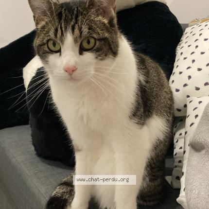 Photo 1/1 Chat retrouvé Perdu à Joue Les Tours