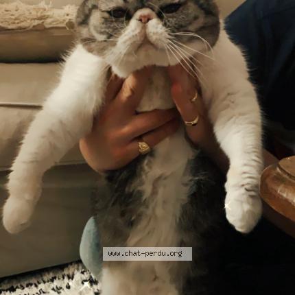 Photo de chat perdu à Provins