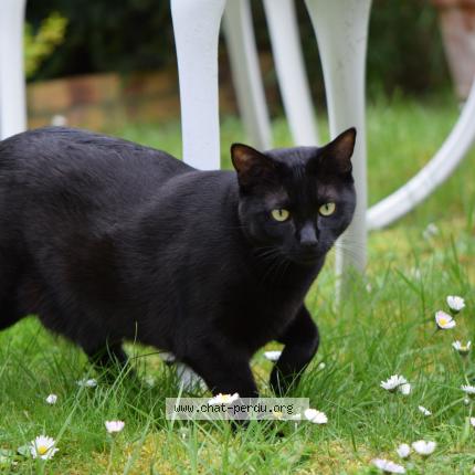 Photo 1/1 Uriane Chat perdu à Morainvilliers