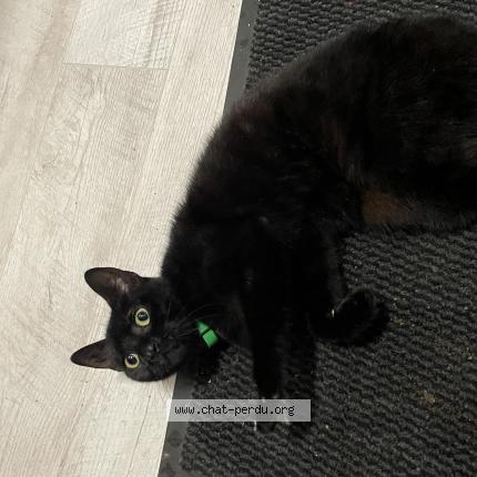 Photo de chat trouvé à Saint Nazaire