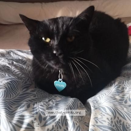 Photo 1/1 Chat retrouvé Perdu à Lisieux