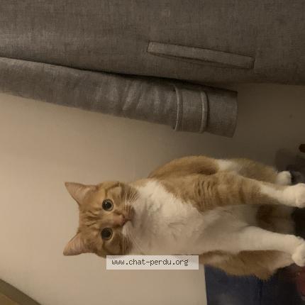 Photo 1/1 Chat retrouvé Perdu à Evreux