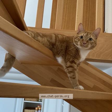 Photo de chat perdu à Paris
