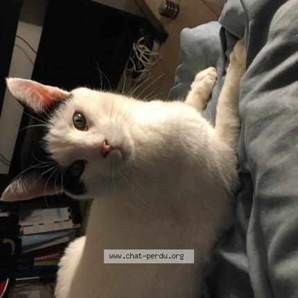 Photo 1/1 Chat retrouvé Perdu à Aubagne