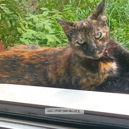 Photo 1/1 MIA Chat perdu à Clermont ferrand
