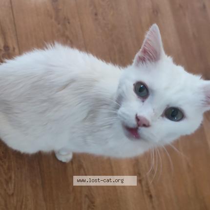 Photo 1/1 Timmy Chat perdu à Birmingham