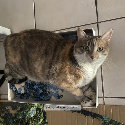 Photo de chat perdu à La Crau