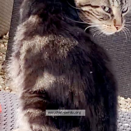 Photo de chat perdu à Tauriac