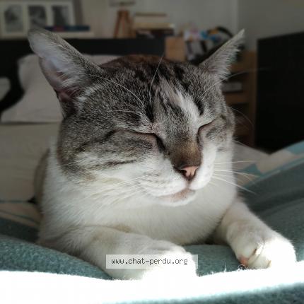 Photo 1/1 Sahel Chat perdu à Sizun