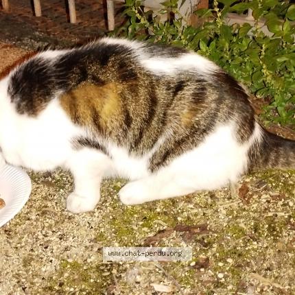 Photo de chat trouvé à Stains