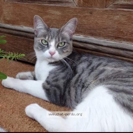 Photo de chat perdu à Pau