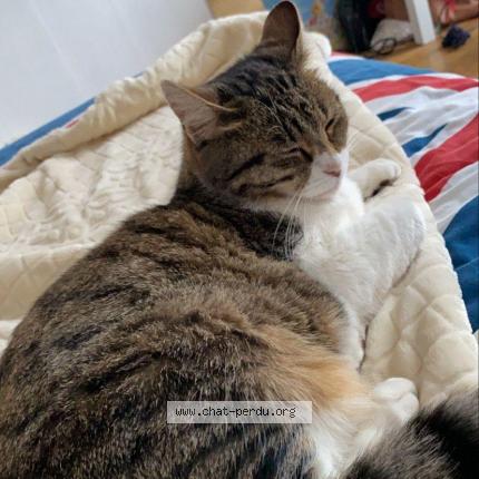 Photo de chat perdu à Bully