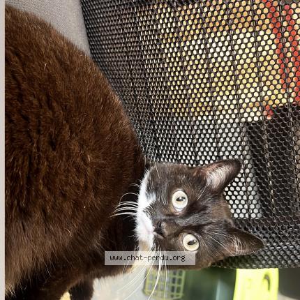 Photo 1/1 Chat retrouvé Trouvé à Gennevilliers