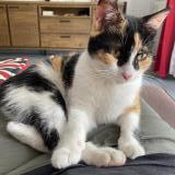 Photo de chat perdu à Maurepas