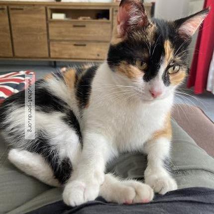 Photo 1/3 Chat retrouvé Perdu à Maurepas