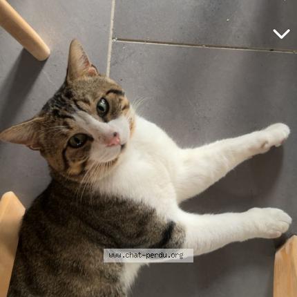 Photo 1/1 Chat retrouvé Perdu à Argenteuil