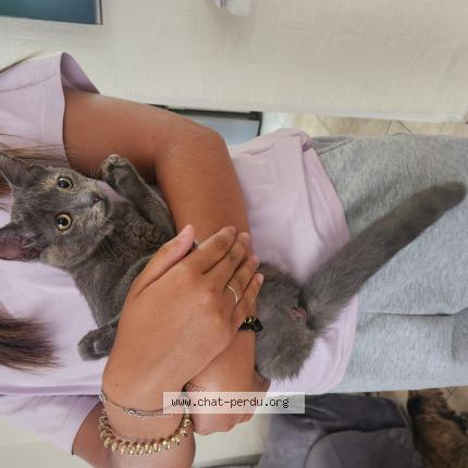 Photo de chat trouvé à Vaulx En Velin