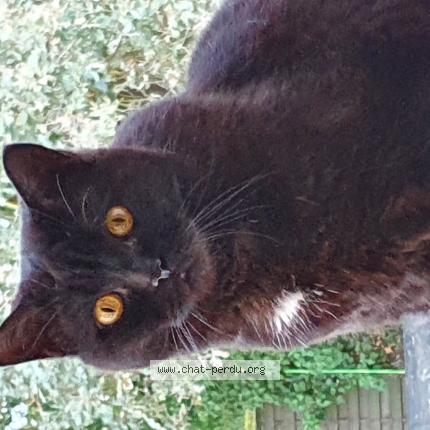 Photo 1/1 Chat retrouvé Perdu à St Sebastien Sur Loire
